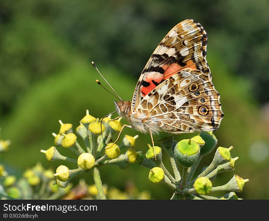 Painted lady licking on sweet fruit nectar. Painted lady licking on sweet fruit nectar