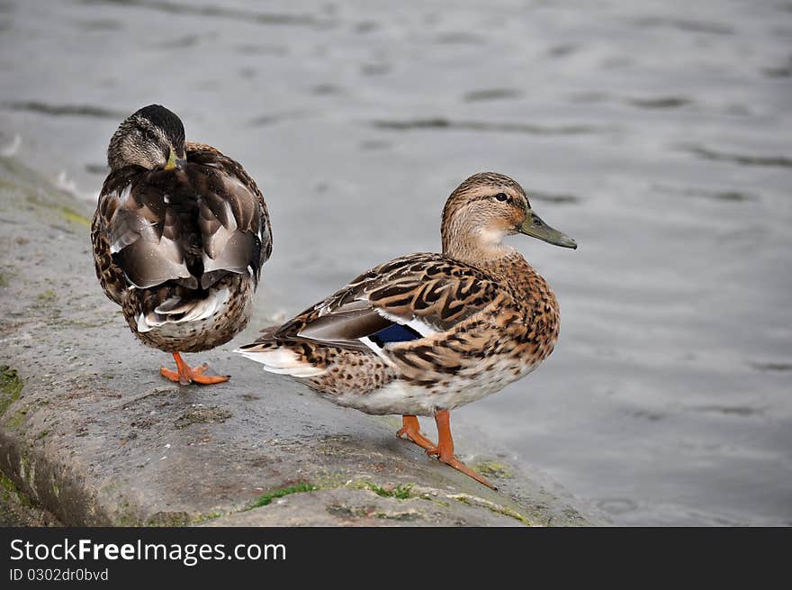 Two wild duck in the rain, Anas platyrhynchos, The Mallard