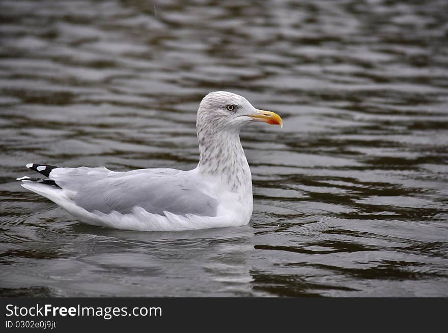 Larus argentatus caught on the lake in a rainy day. Larus argentatus caught on the lake in a rainy day