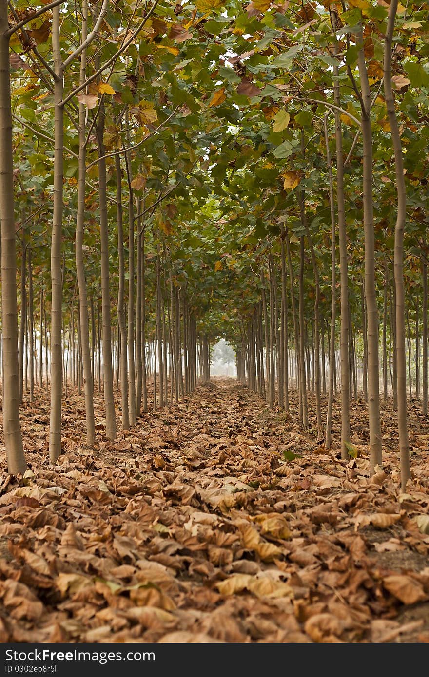 Les Feuilles Du Platane in the autumn