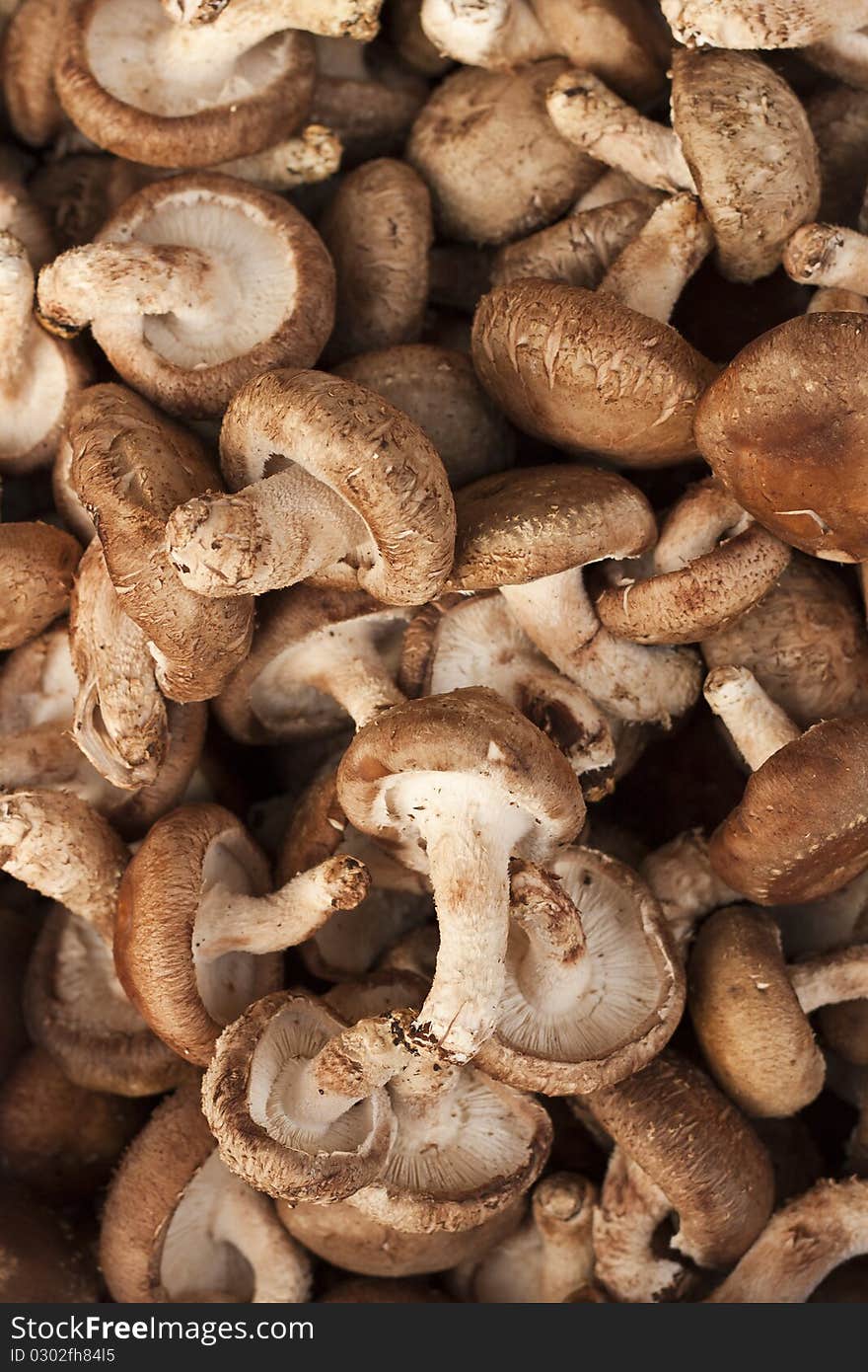 Champignon in the vegetables market