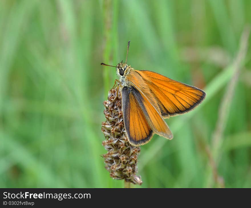 Pyrgus malvae, Grizzled Skipper on top of a straw