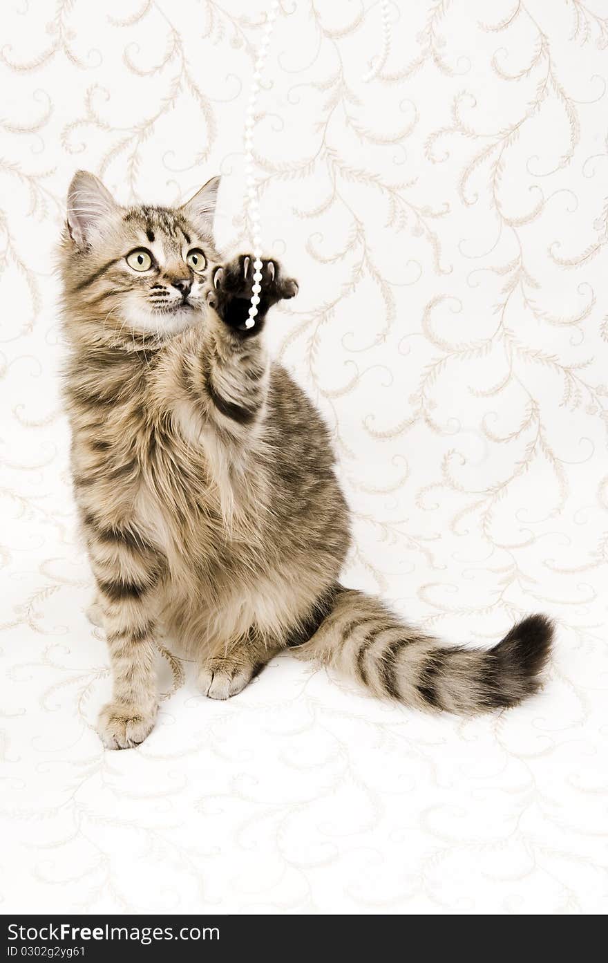 Small tabby cat playing with beads. Small tabby cat playing with beads