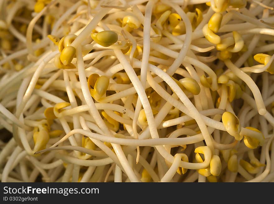 Bean Sprout