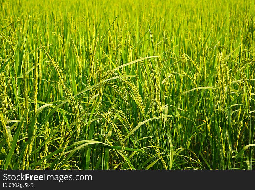 Green Rice field in chonburi, Thailand