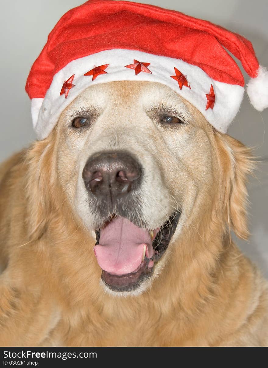 Golden Retriever with santa hat. Golden Retriever with santa hat.