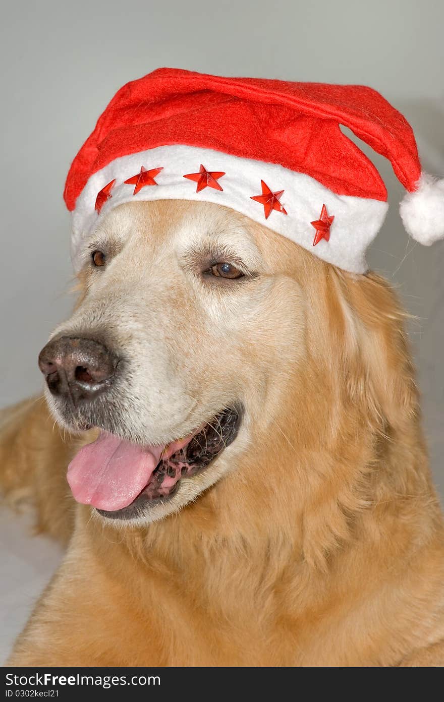 Golden Retriever with santa hat. Golden Retriever with santa hat.