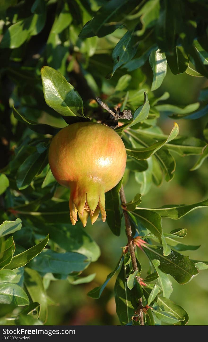 Mature pomegranate fruits in garden , Bulgaria