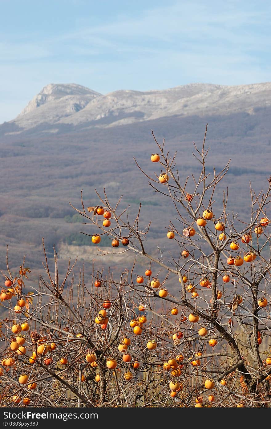 Oriental Persimmon Tree And Chatirdag Mountain