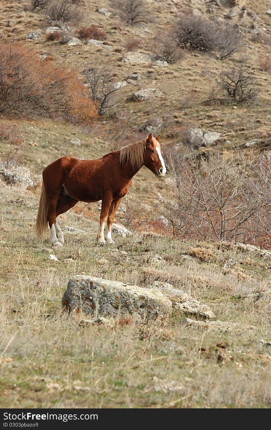 Brown horse on the meadow