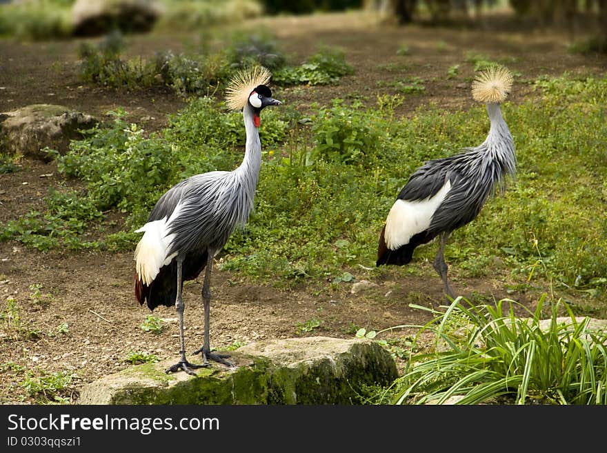 A Pair of Crested Cranes