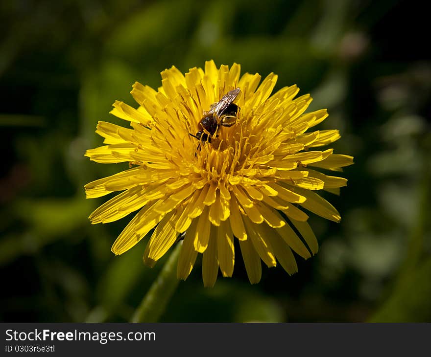 Bee Feeding On A Dandelion