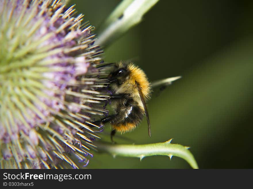 Bumble Bee enjoying a good feed on a teasel flowerhead. Bumble Bee enjoying a good feed on a teasel flowerhead