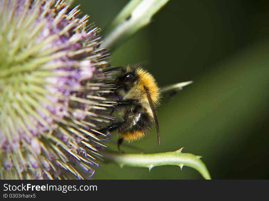 Bee on Teasel