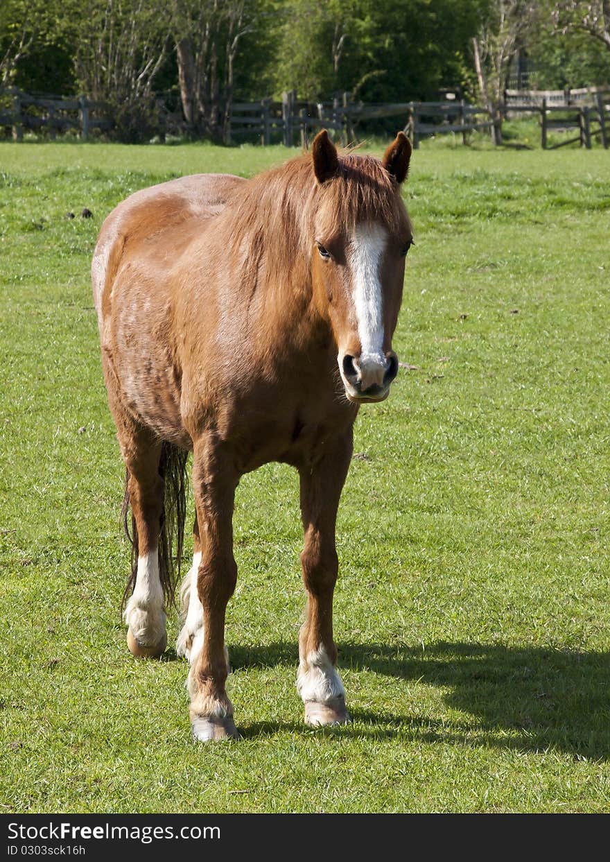 Chestnut Horse