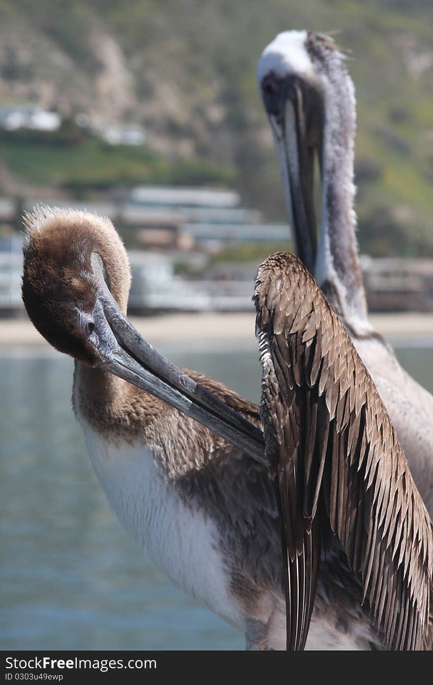 Pelican