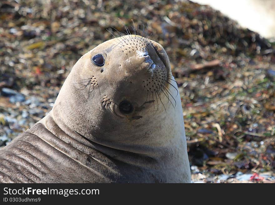 Soulful eyes of this animal on the beach. Soulful eyes of this animal on the beach