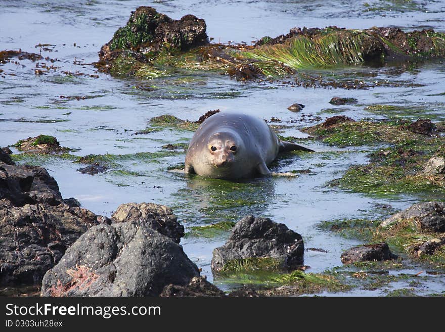 Sea elephant