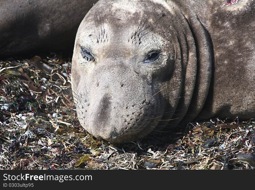 Sea Elephant