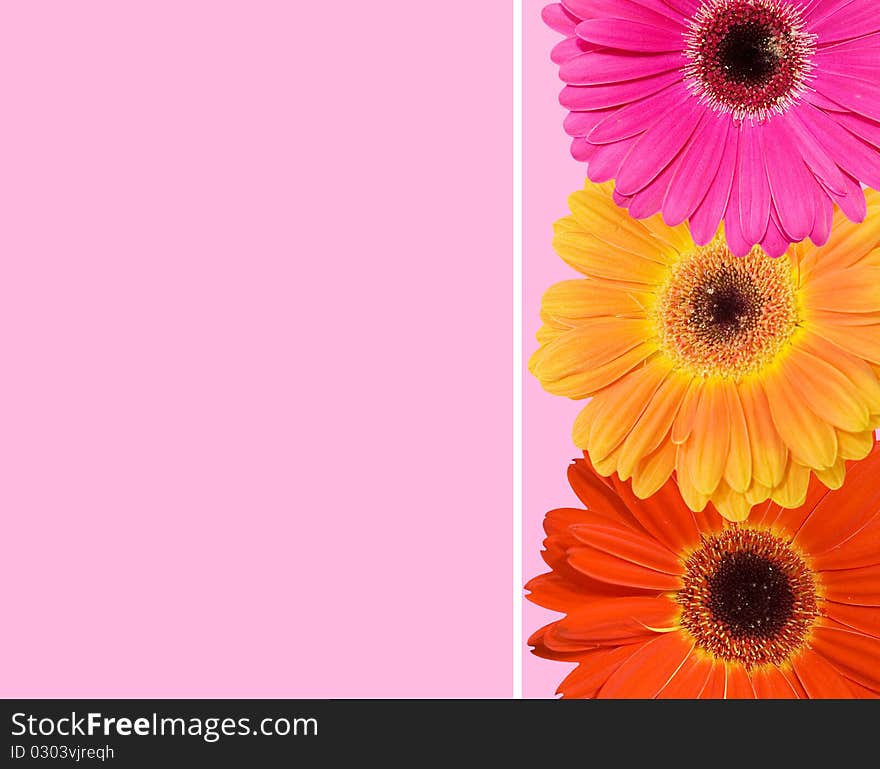 Gerbera flower collage on pink background