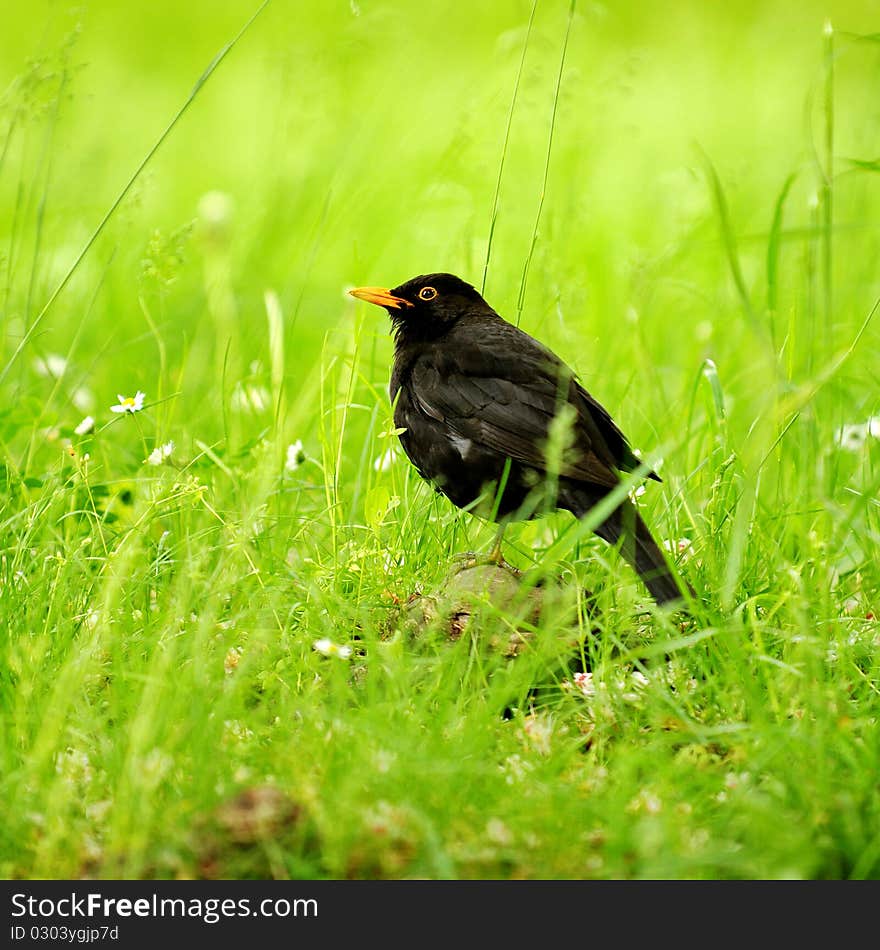 Black bird in the grass