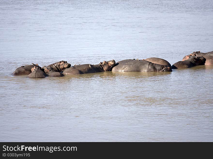 A family of hippopotamuses that are bathing and soaking up the sun in the Luangwa River located in Zambia. A family of hippopotamuses that are bathing and soaking up the sun in the Luangwa River located in Zambia.