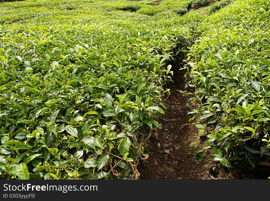 Tea Plantation