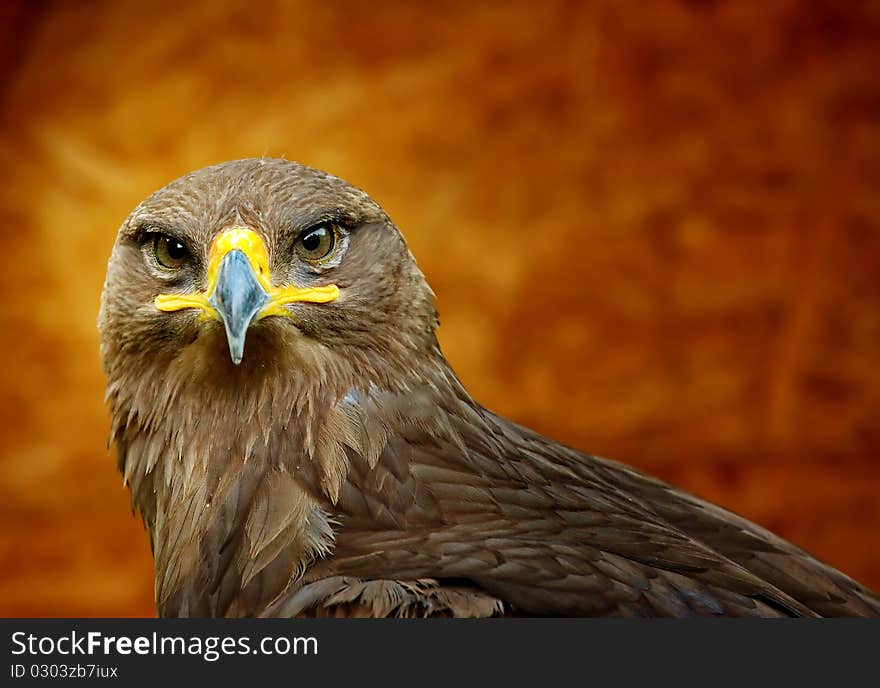 European eagle