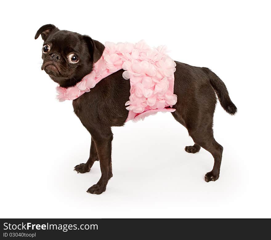 Black Pug Dog Wearing Pink Outfit