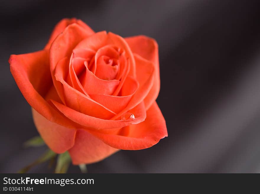 Beautiful red rose on grey background, close-up. Beautiful red rose on grey background, close-up