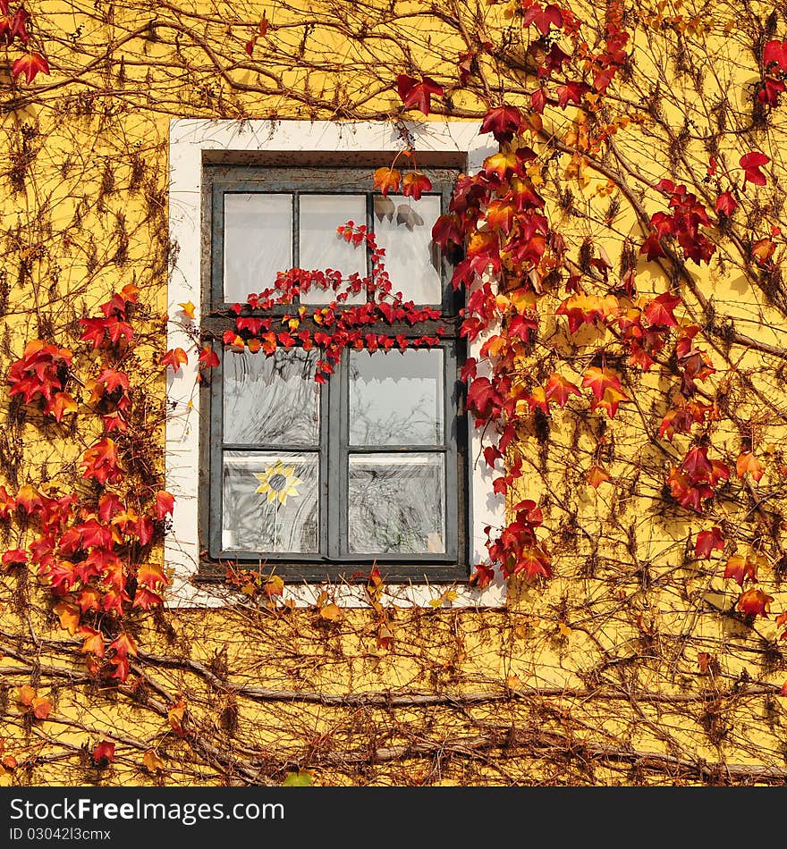 House covered  by autumn colored leaves,Austria. House covered  by autumn colored leaves,Austria.