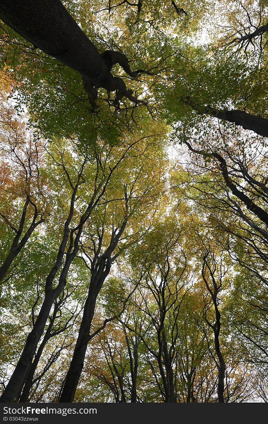 View looking up at birch and beech trees in middle of forest