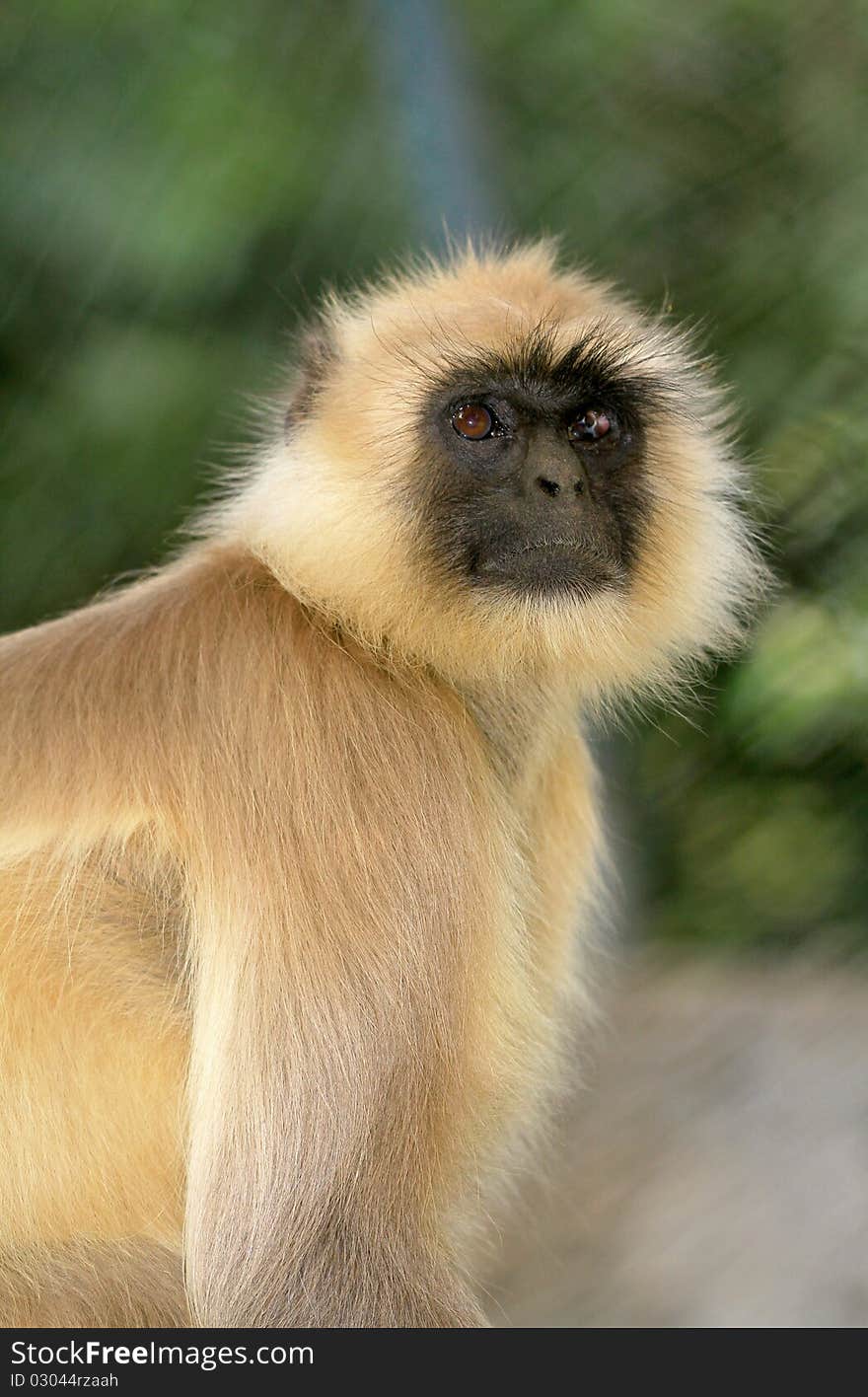 Gray Langoors are large and fairly terrestrial, inhabiting open wooded habitats and urban areas on the Indian subcontinent.