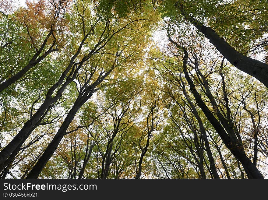 View looking up at birch and beech trees in middle of forest