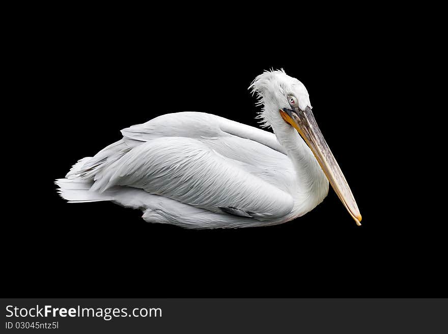 Dalmatian pelican on a black background. Dalmatian pelican on a black background