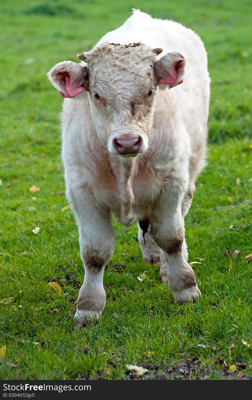 Cow