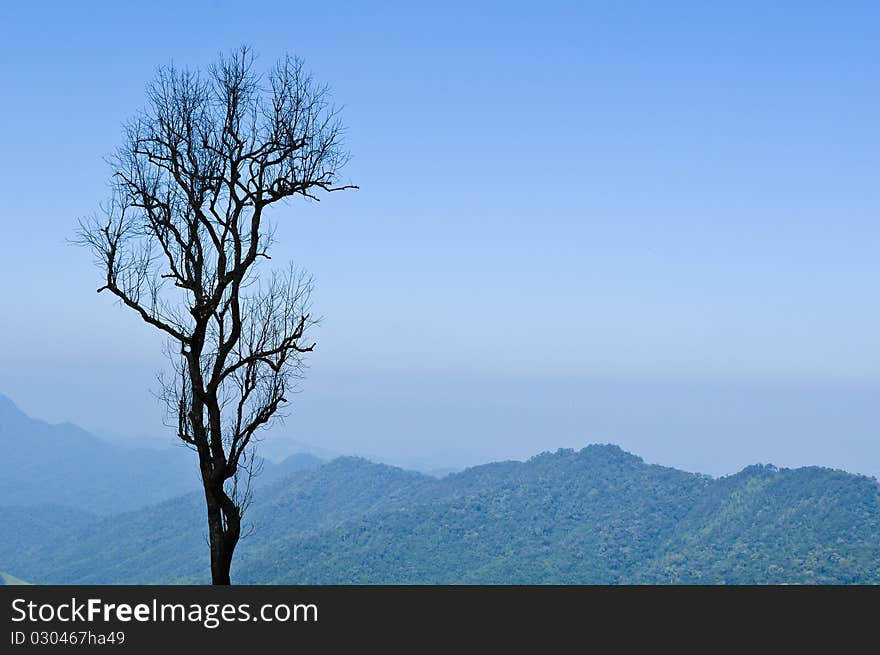 Blue sky and tree at khun sa than national park nan province north of thailand. Blue sky and tree at khun sa than national park nan province north of thailand.