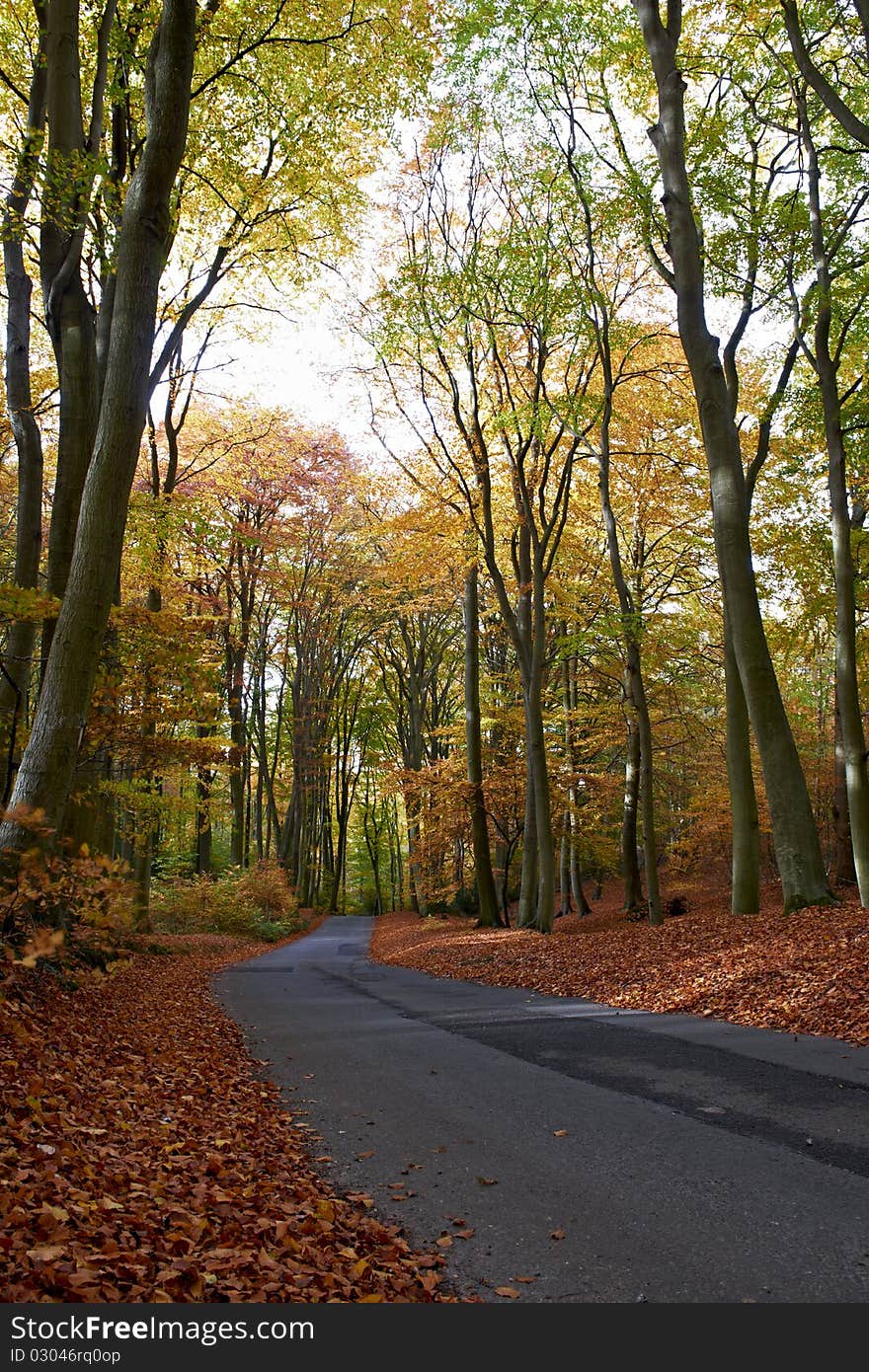 Road passing through middle of forest at autumn time