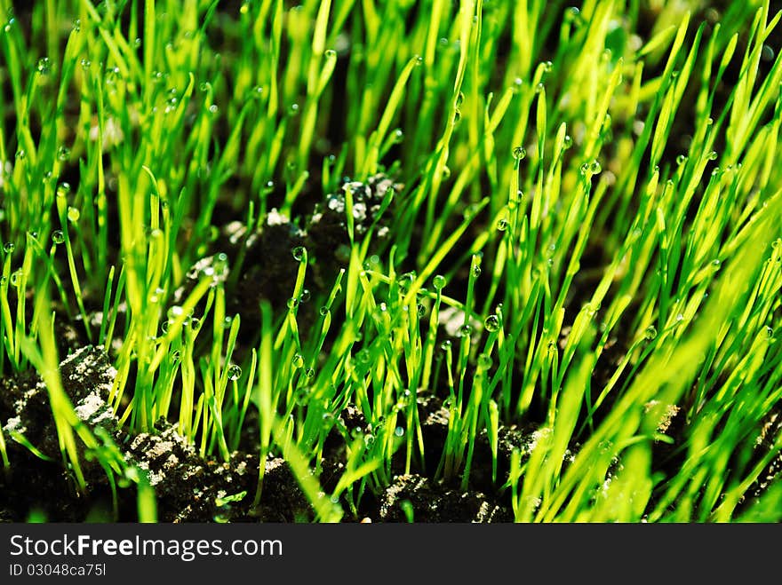 Green meadow grass. The nature