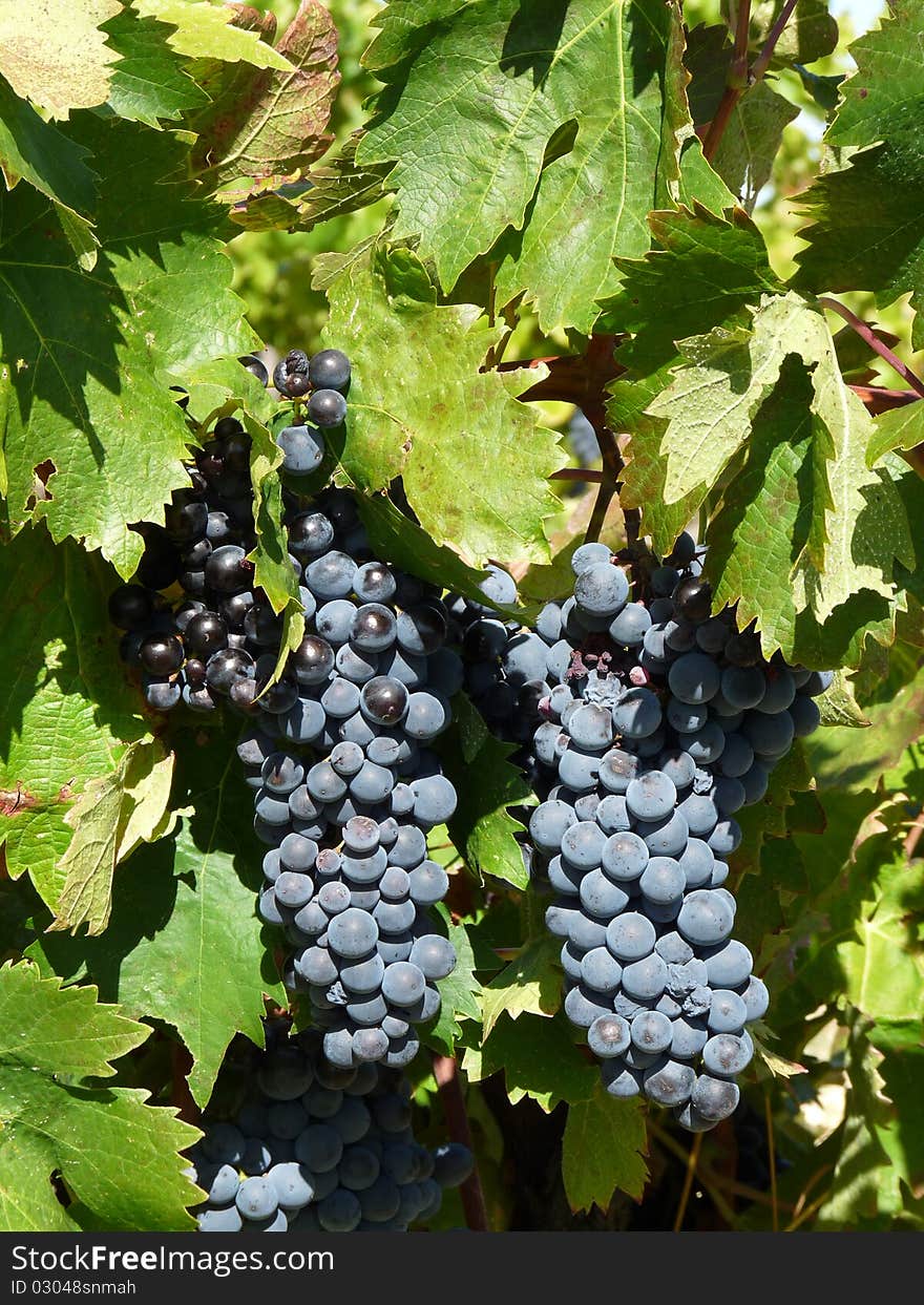 Beautiful heavy grapevine in an organic vineyard in Provence. Beautiful heavy grapevine in an organic vineyard in Provence.