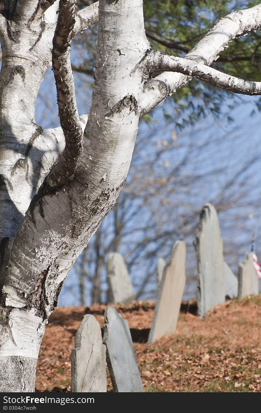 This birch tree was on the edge of an old cemetery, gave a interesting perspective. This birch tree was on the edge of an old cemetery, gave a interesting perspective.