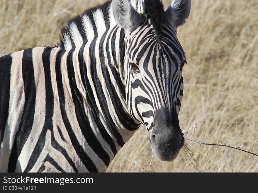 Zebra