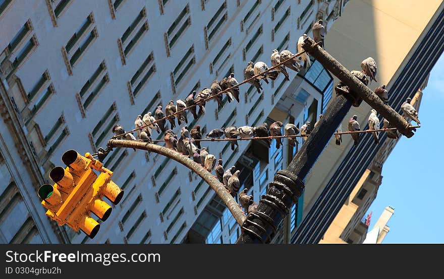 Pigeons In New York