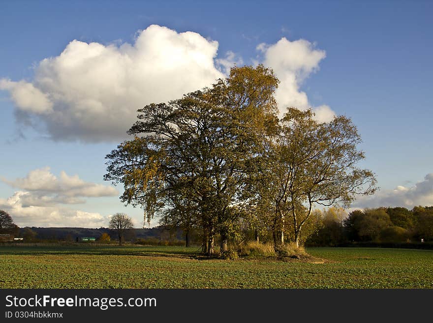 Autumn Trees In An Arable Field