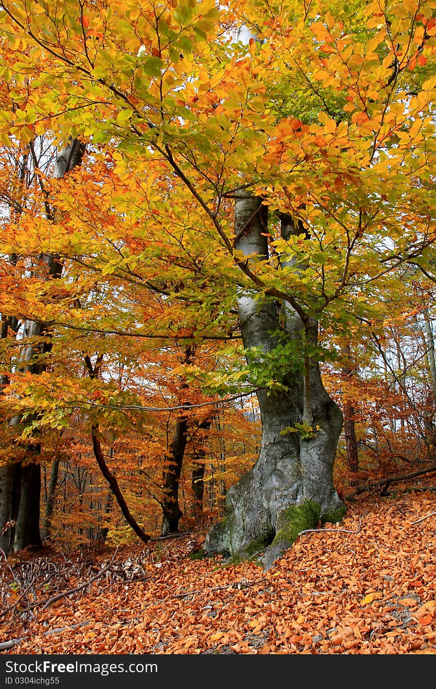 Detail of the autumn tree. Detail of the autumn tree