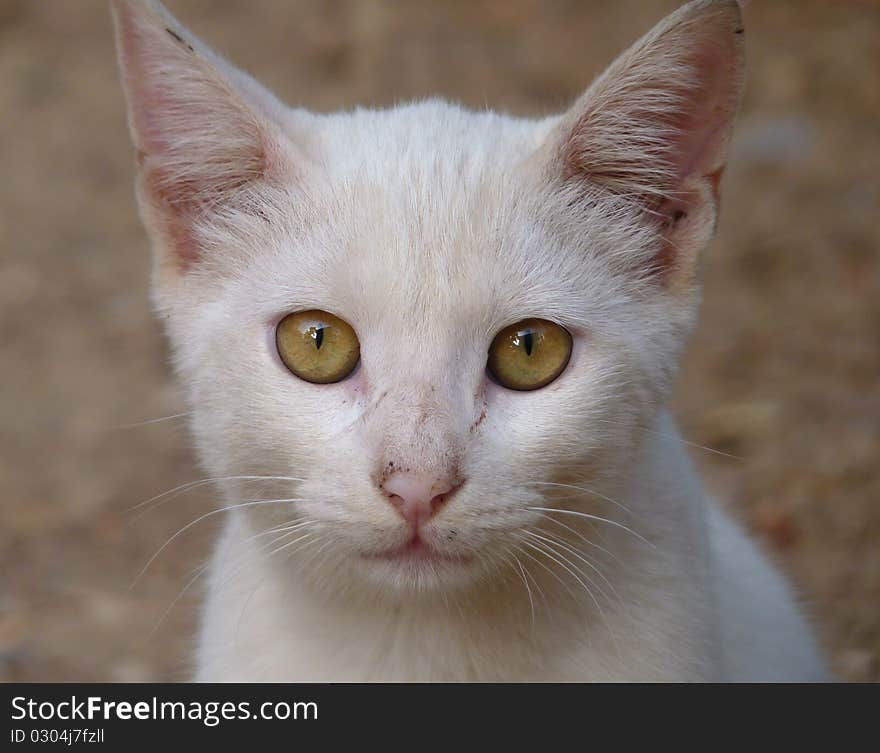 White Cat