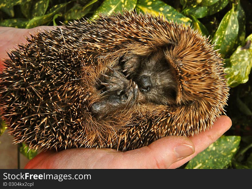 Hedge hoog upside down held by person. Hedge hoog upside down held by person