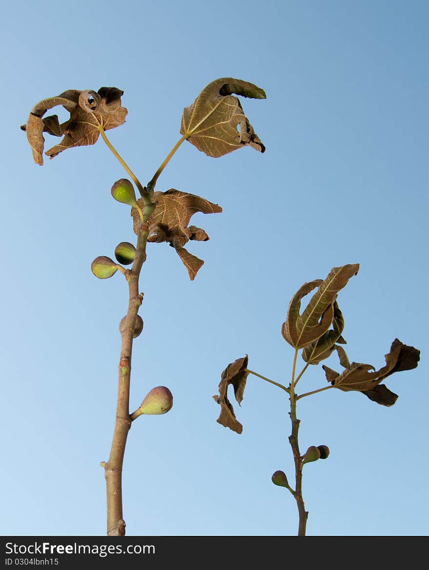 Frozen fig branches on the blue sky background. Frozen fig branches on the blue sky background