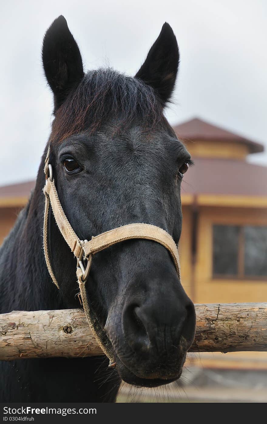 Portrait of a horse looking in camera