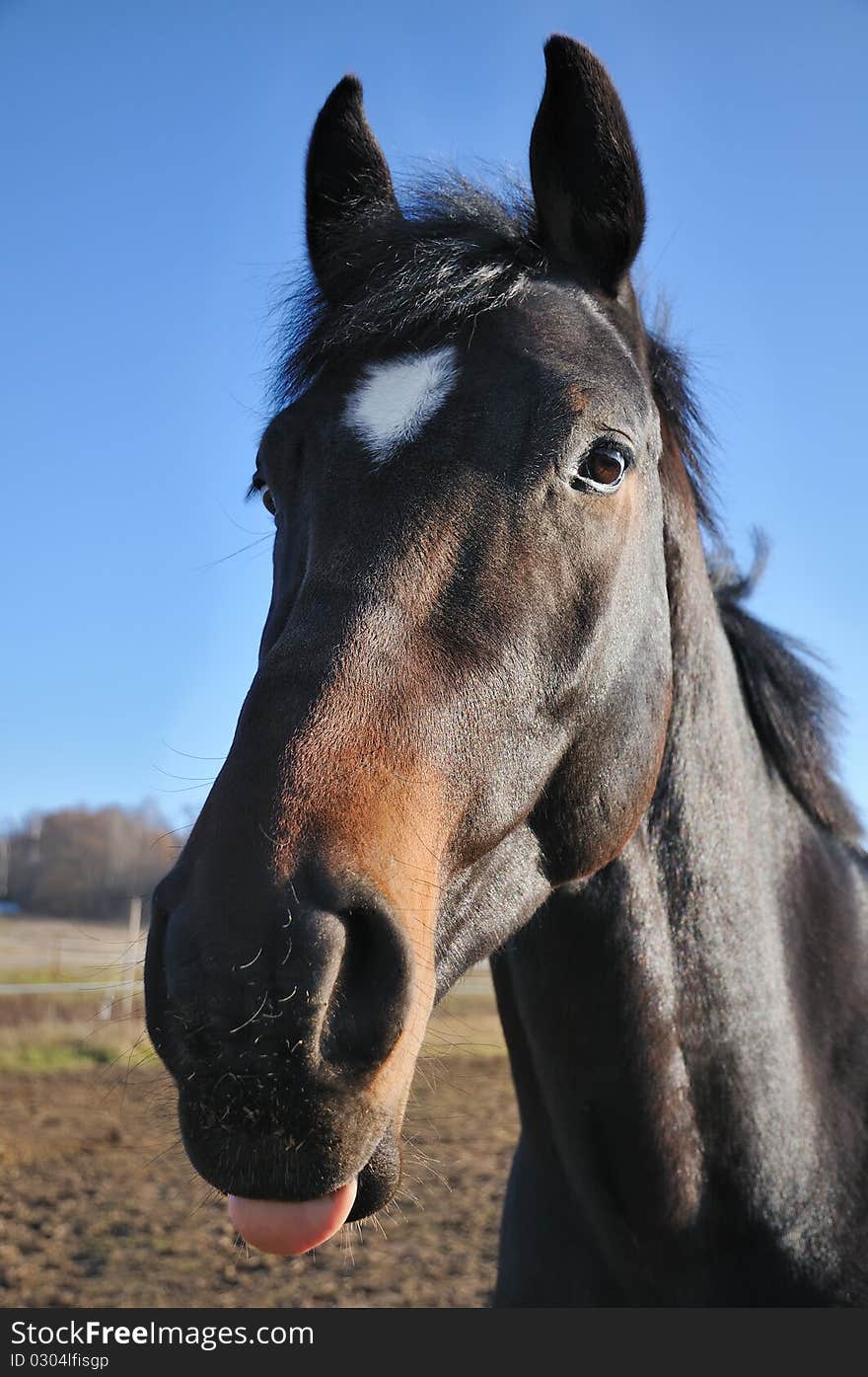 Portrait of a horse looking in camera